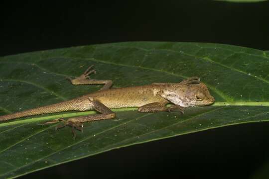 Aphaniotis fusca (Peters 1864)的圖片