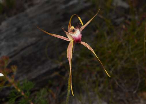 Image of Rusty spider orchid