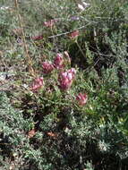 Image of Anthyllis vulneraria subsp. rubriflora (DC.) Arcang.