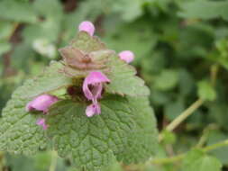 Image of purple archangel