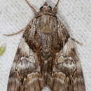 Image of Precious Underwing