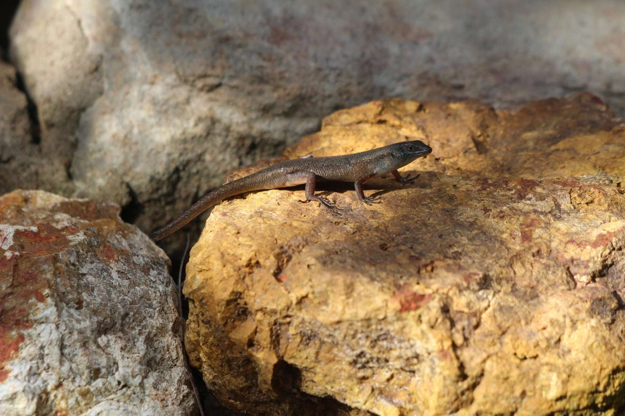 Image of Closed-litter Rainbow-skink