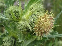 Plancia ëd Cirsium parryi (A. Gray) Petr.