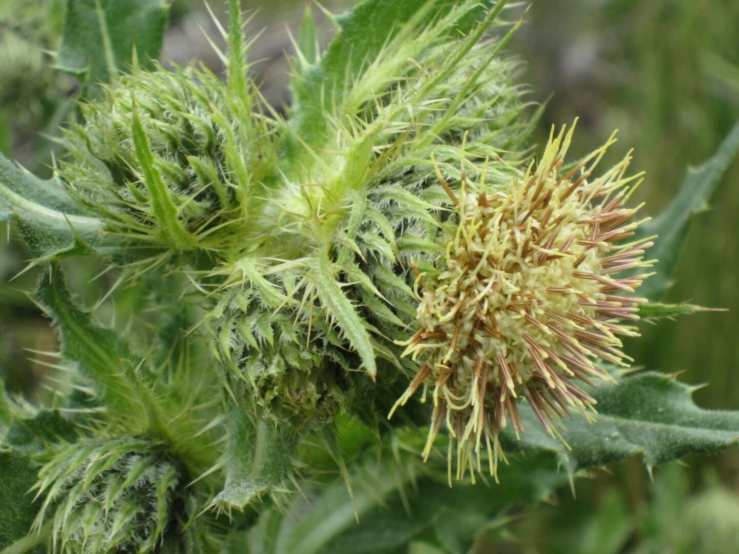 Image of Parry's thistle