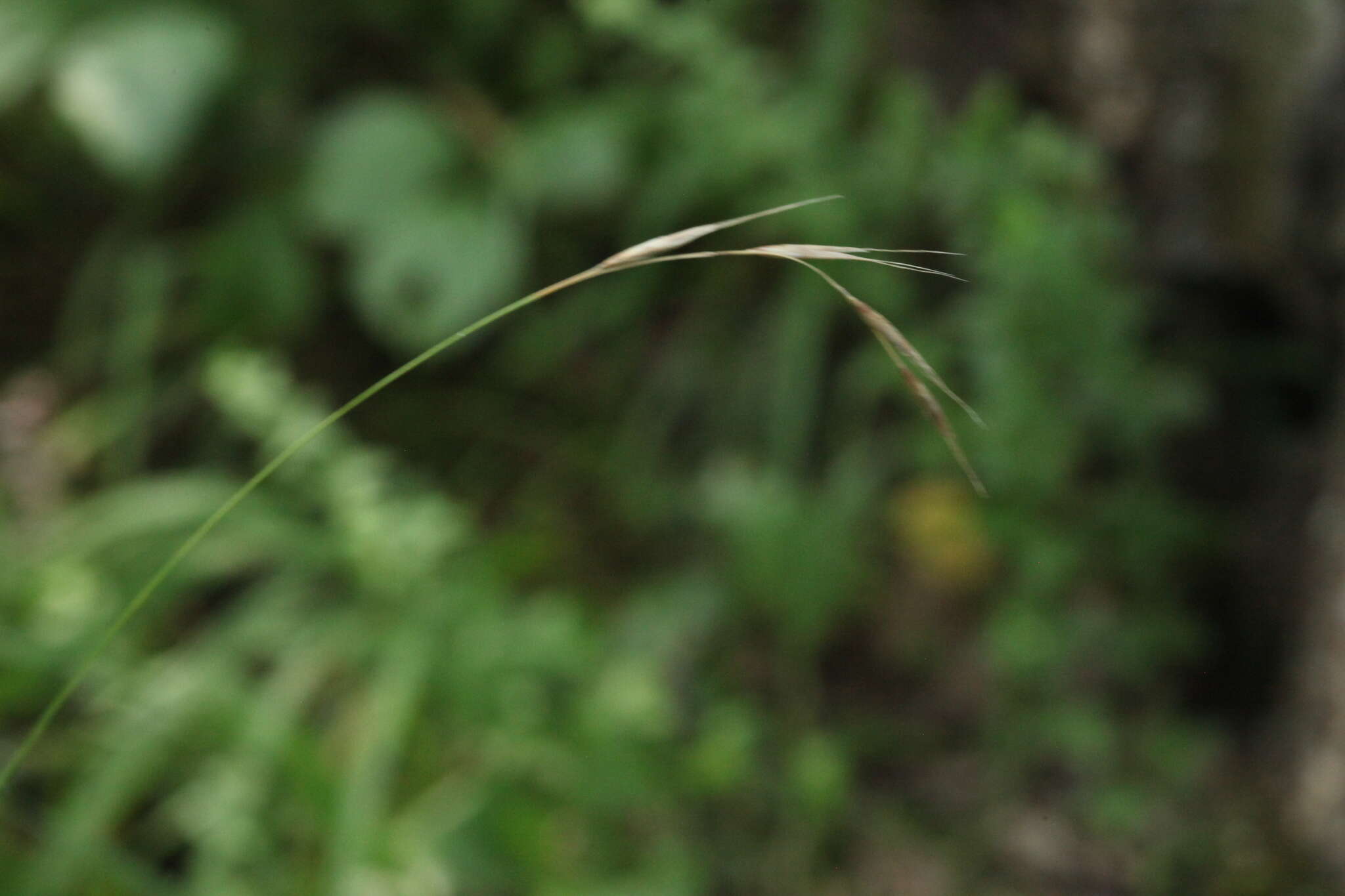 Image of Schizachne purpurascens subsp. callosa (Turcz. ex Griseb.) T. Koyama & Kawano