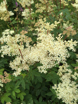 Plancia ëd Filipendula ulmaria (L.) Maxim.