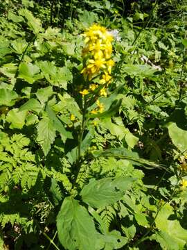 Image of Solidago virgaurea subsp. caucasica (Kem.-Nath.) Greuter