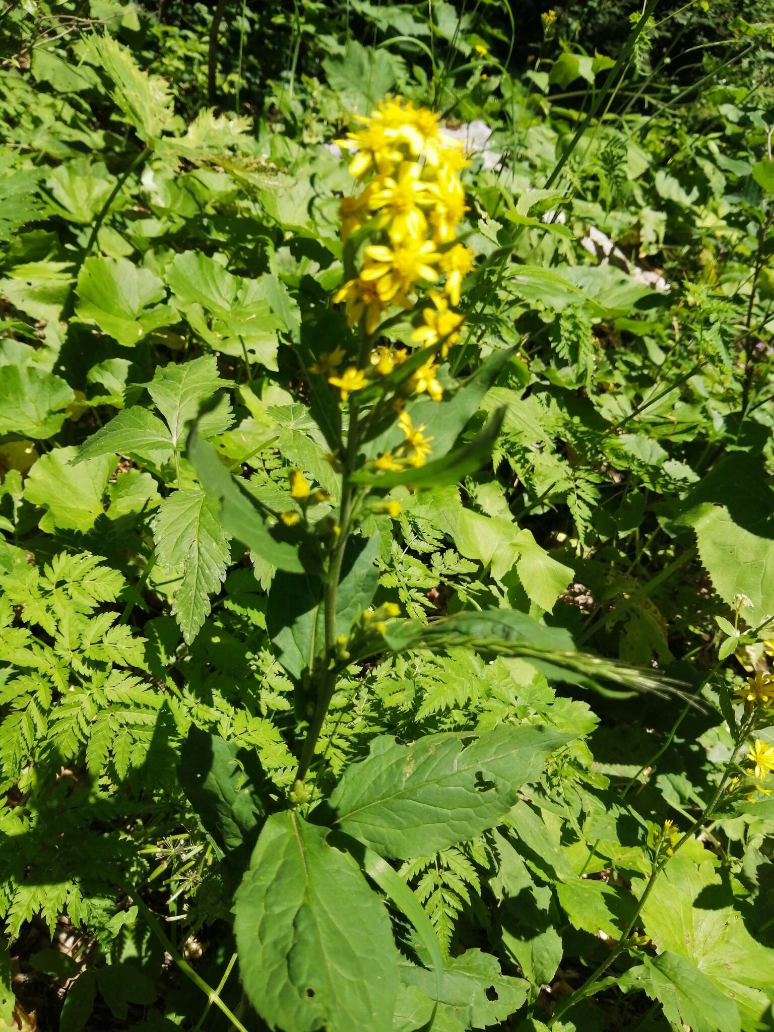 Plancia ëd Solidago virgaurea subsp. caucasica (Kem.-Nath.) Greuter