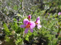 Image of Pelargonium hirtum (Burm. fil.) Jacq.