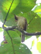 Image of Cream-vented Bulbul