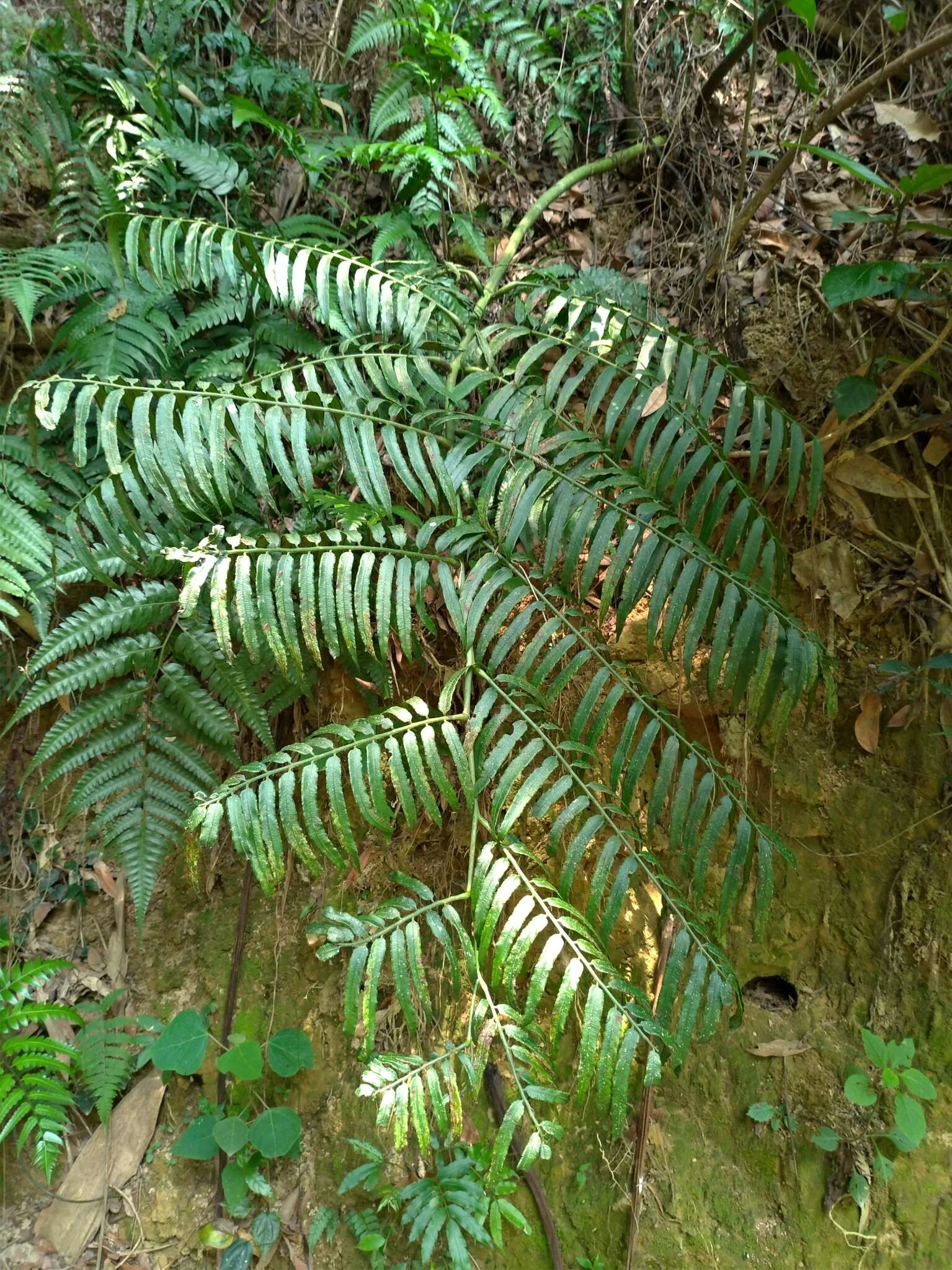 Image of Angiopteris lygodiifolia Rosenst.