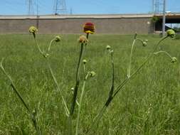 Imagem de Helenium flexuosum Rafin.