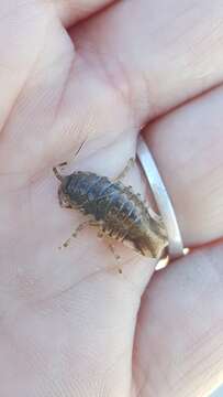 Image of Isopod