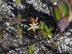 Image of Drimia salteri (Compton) J. C. Manning & Goldblatt