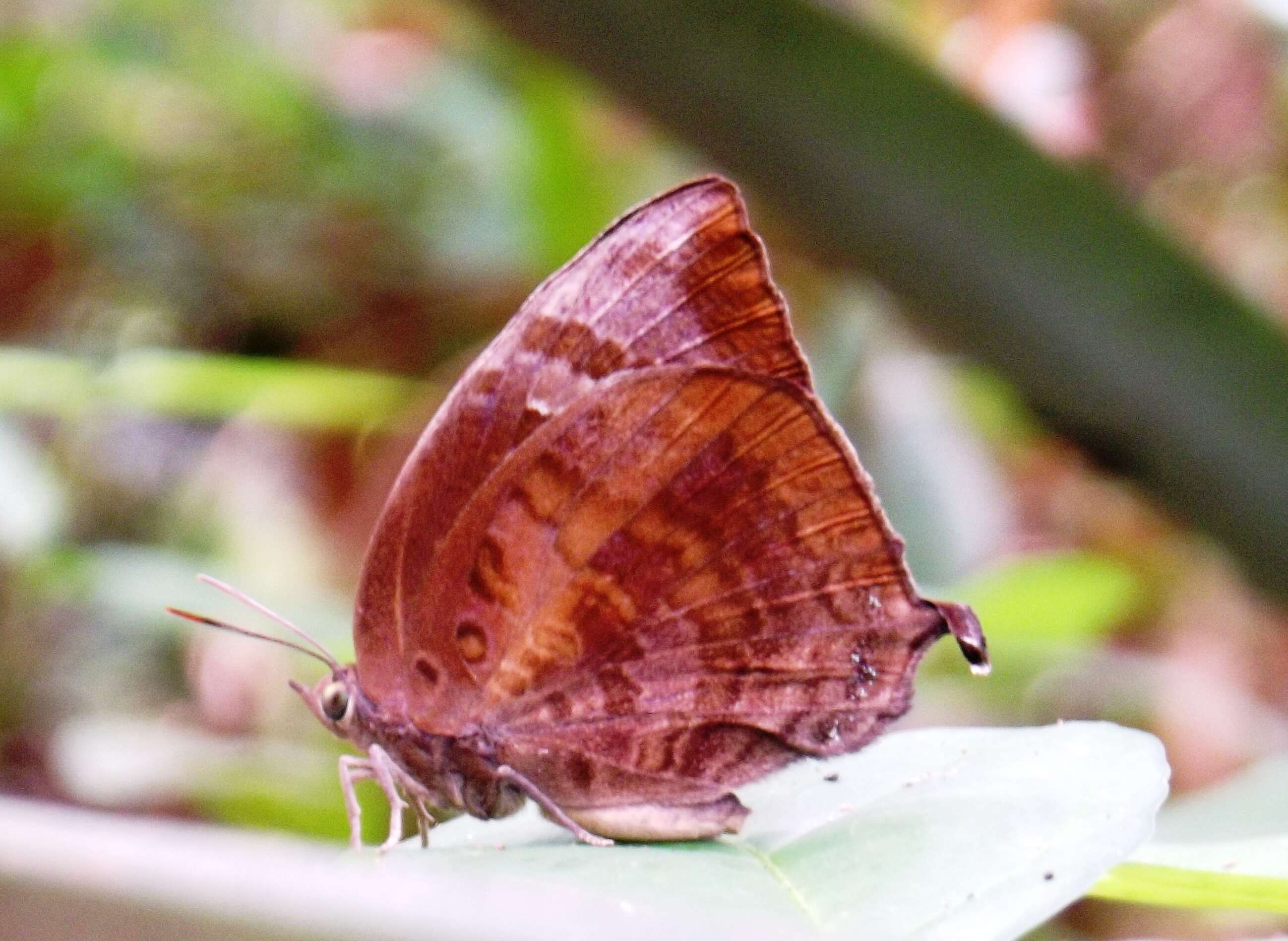 Plancia ëd Arhopala centaurus (Fabricius 1775)