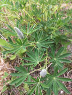 Image of Nootka Lupine