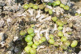 Image of Mannia triandra (Scop.) Grolle