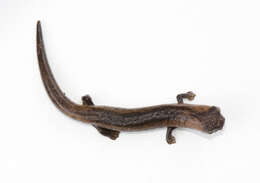 Image of Two-lined Mushroomtongue Salamander