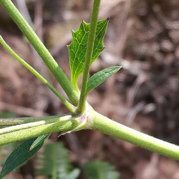 Image of Knowltonia vesicatoria subsp. vesicatoria