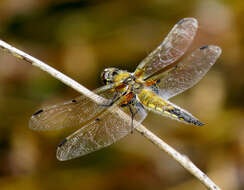 Image of Four-spotted Chaser