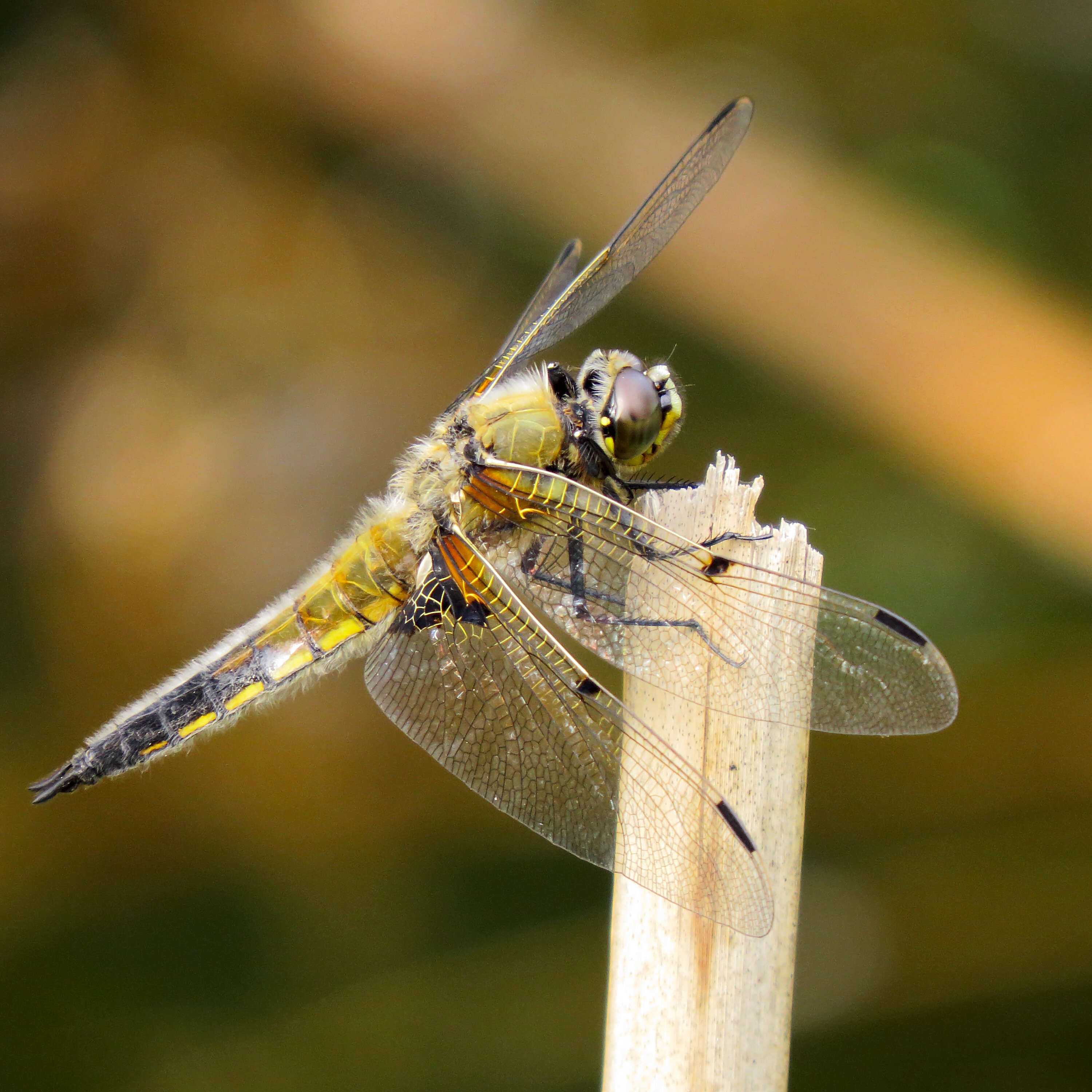 Image of Four-spotted Chaser