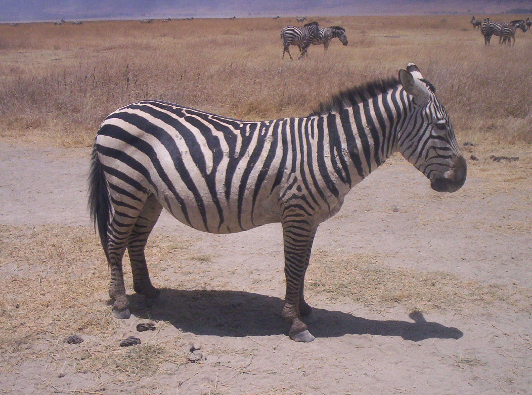 Image of Grant's zebra