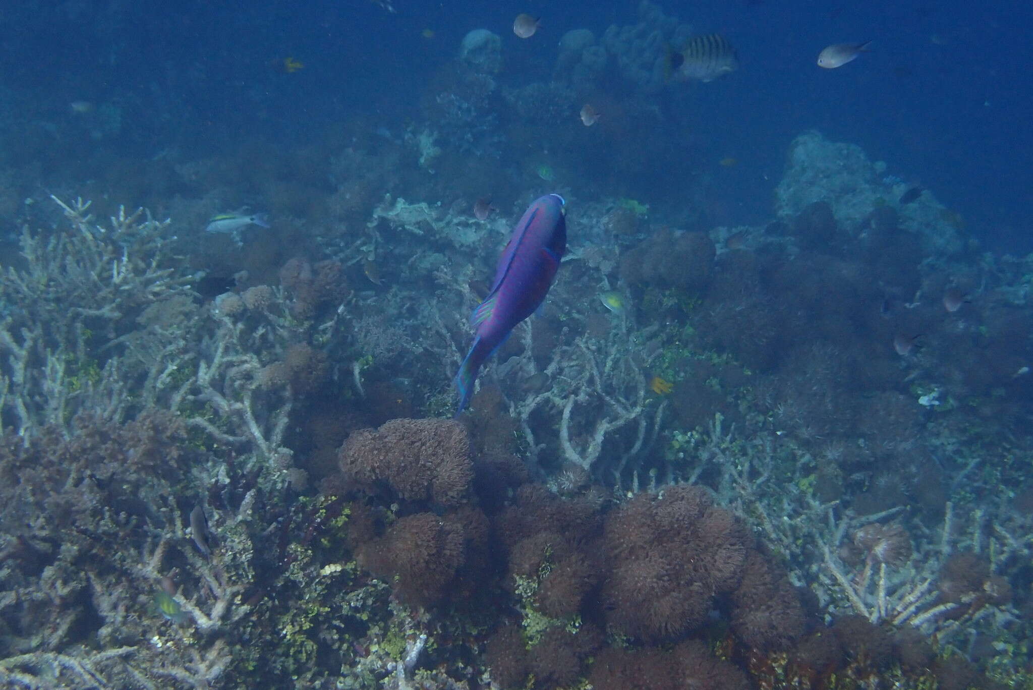 Image of Chameleon parrotfish