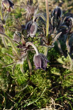 Image of Pulsatilla pratensis subsp. nigricans (Störcke) Zämelis