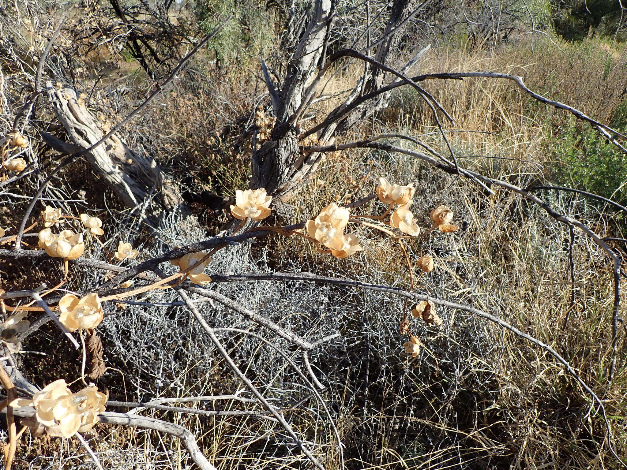 Image of Operculina aequisepala (Domin) R. W. Johnson