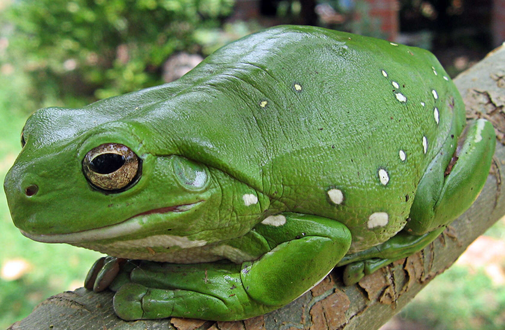 Image of Australian Green Treefrog