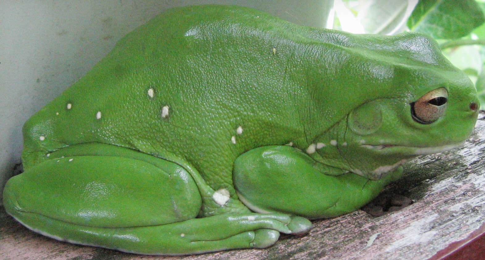 Image of Australian Green Treefrog