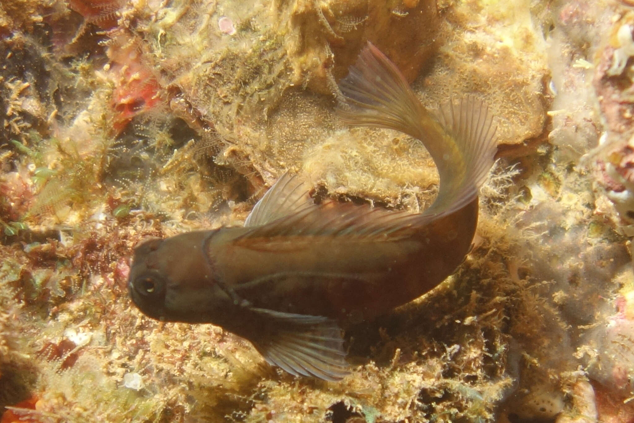 Image of Black blenny