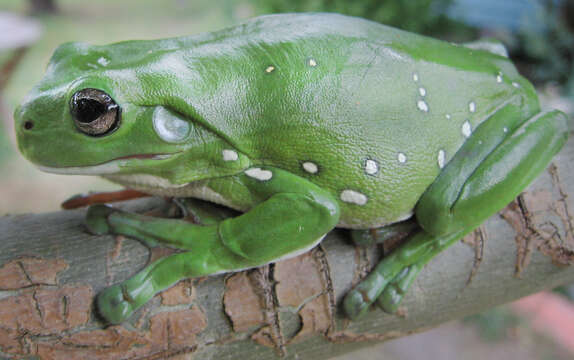 Image of Australian Green Treefrog