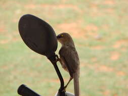 Image of Large Grey Babbler