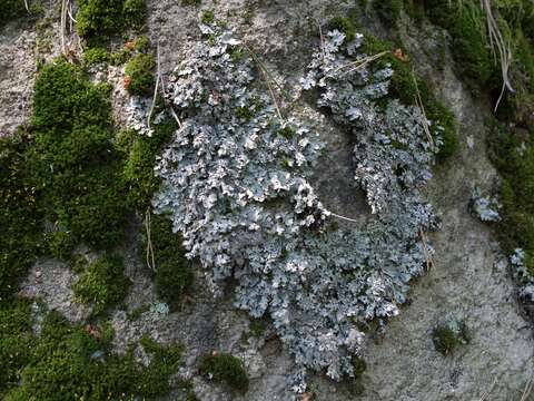 Image of shield lichen