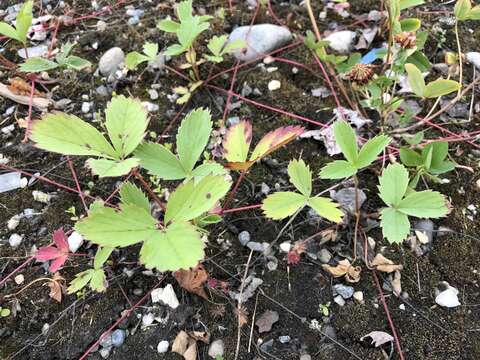 Image of Virginia strawberry