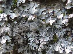 Image of shield lichen