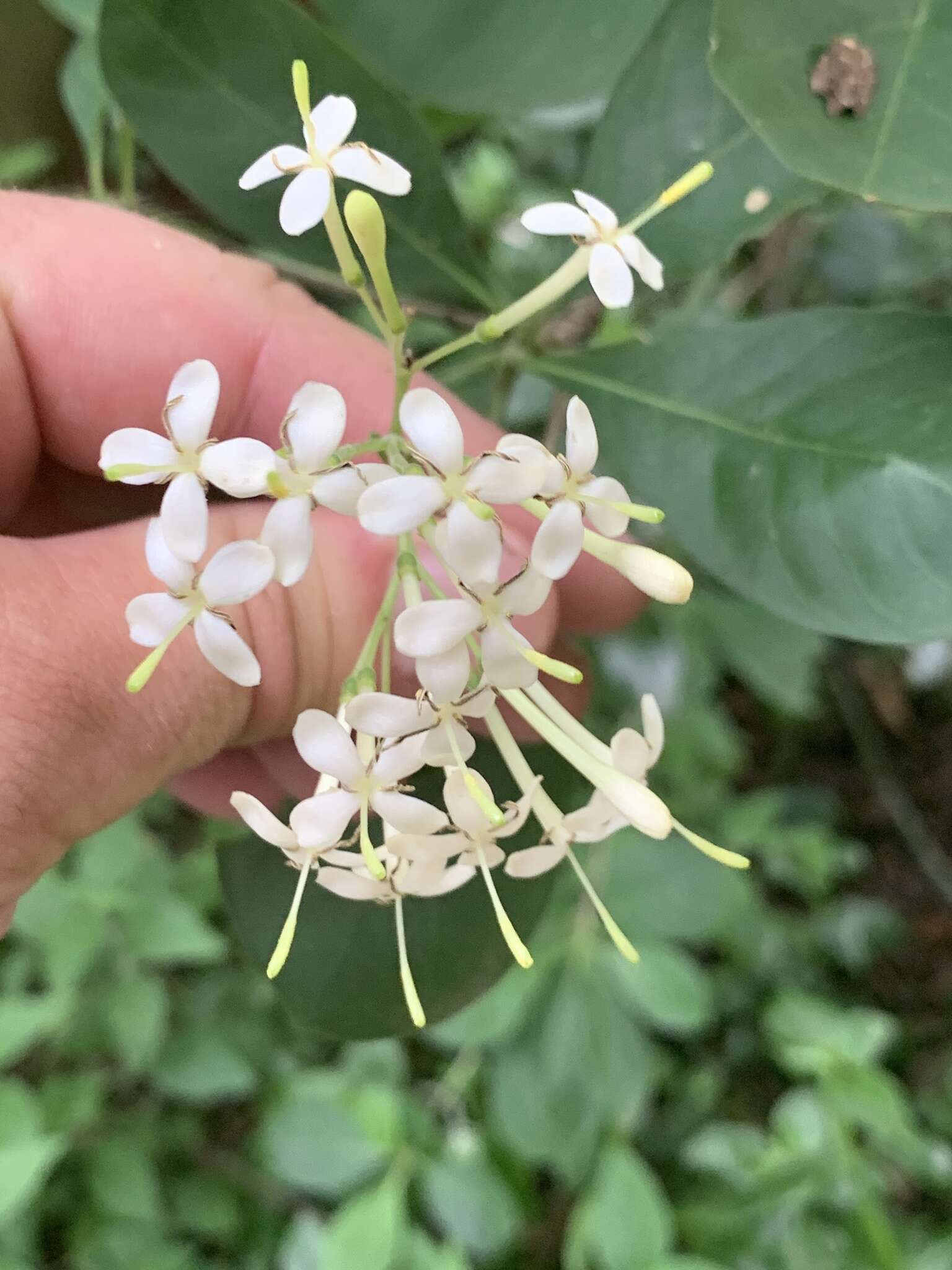 Image of Pavetta gardeniifolia var. subtomentosa K. Schum.