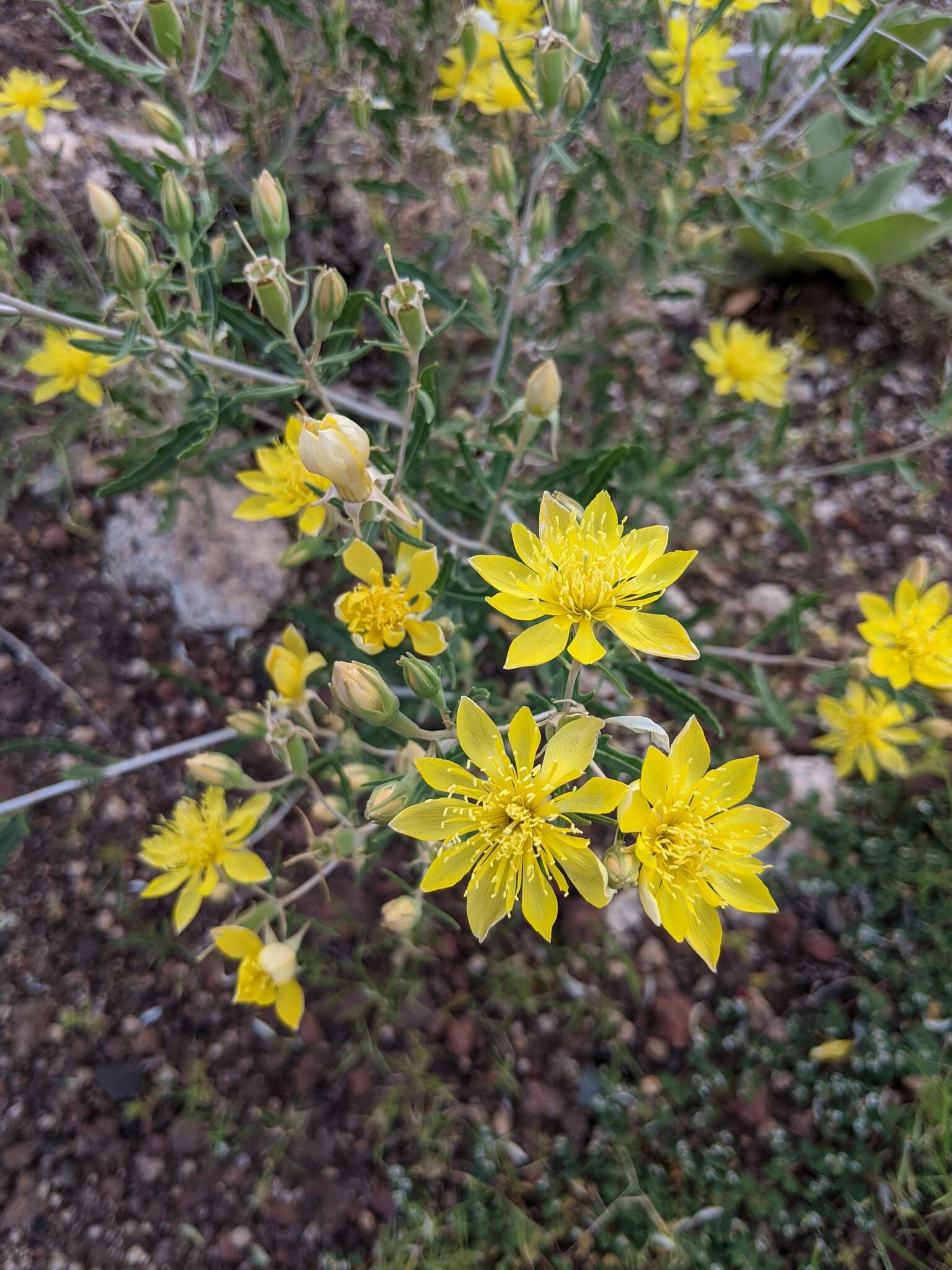 Image of Mentzelia longiloba var. yavapaiensis J. J. Schenk & L. Hufford