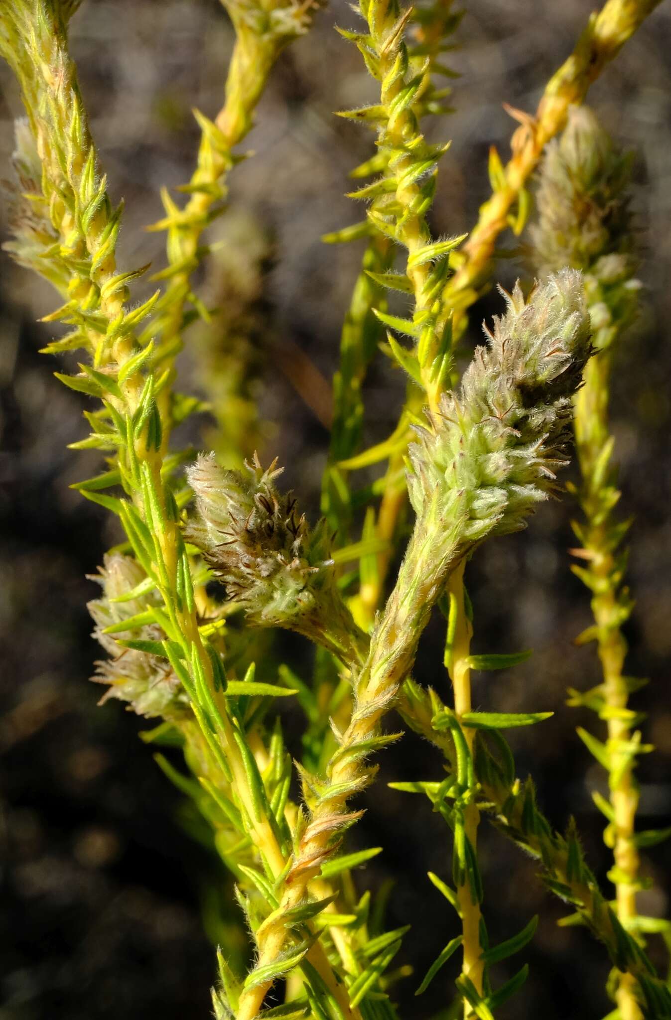 Image of Phylica cylindrica Wendl.