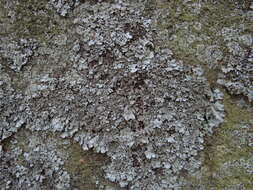 Image of shield lichen