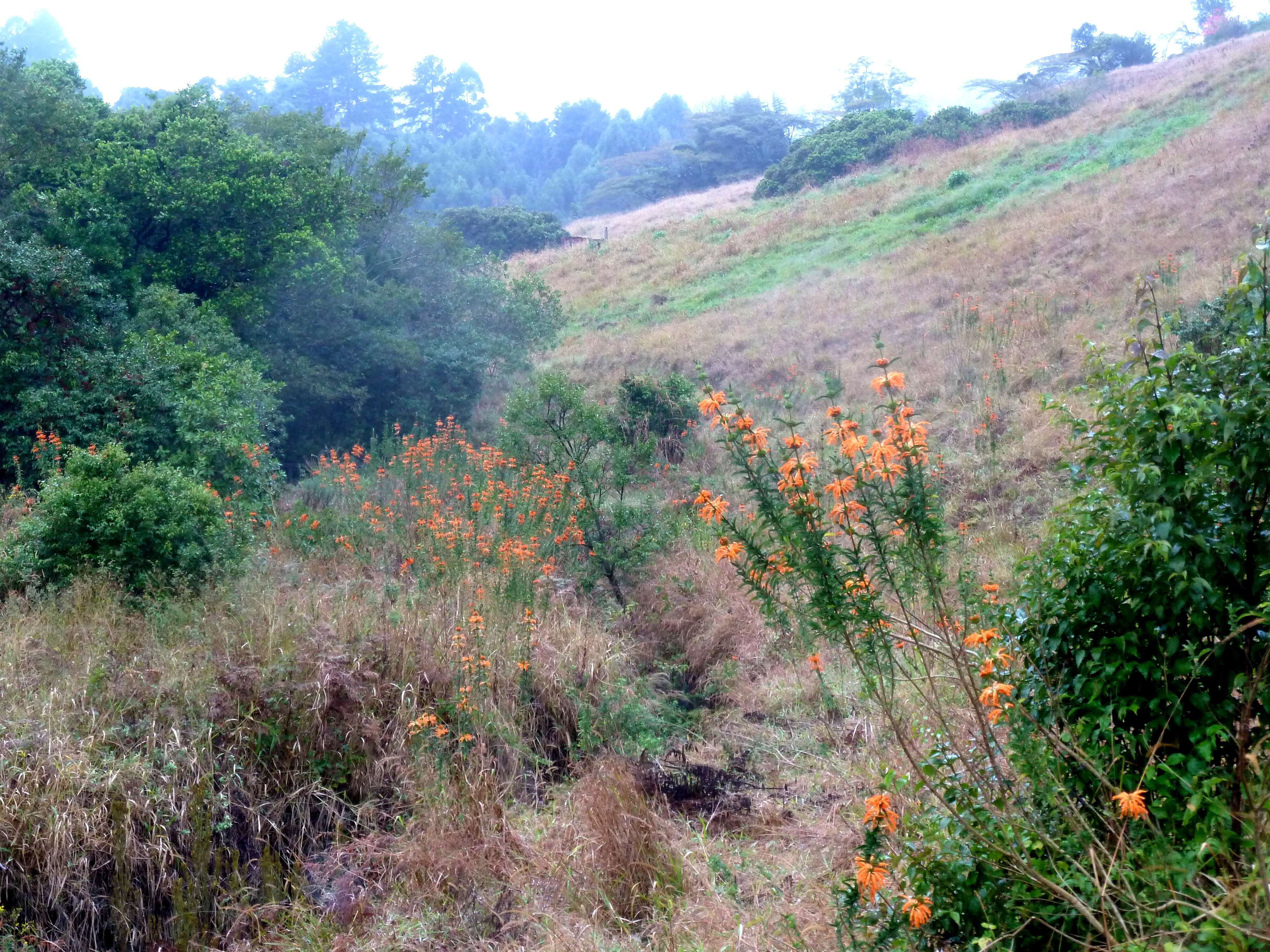 Image of lion's ear