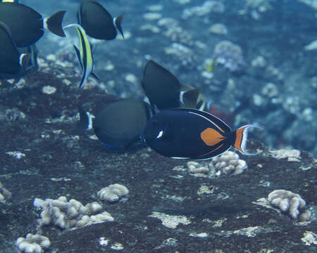 Image of Achilles Tang