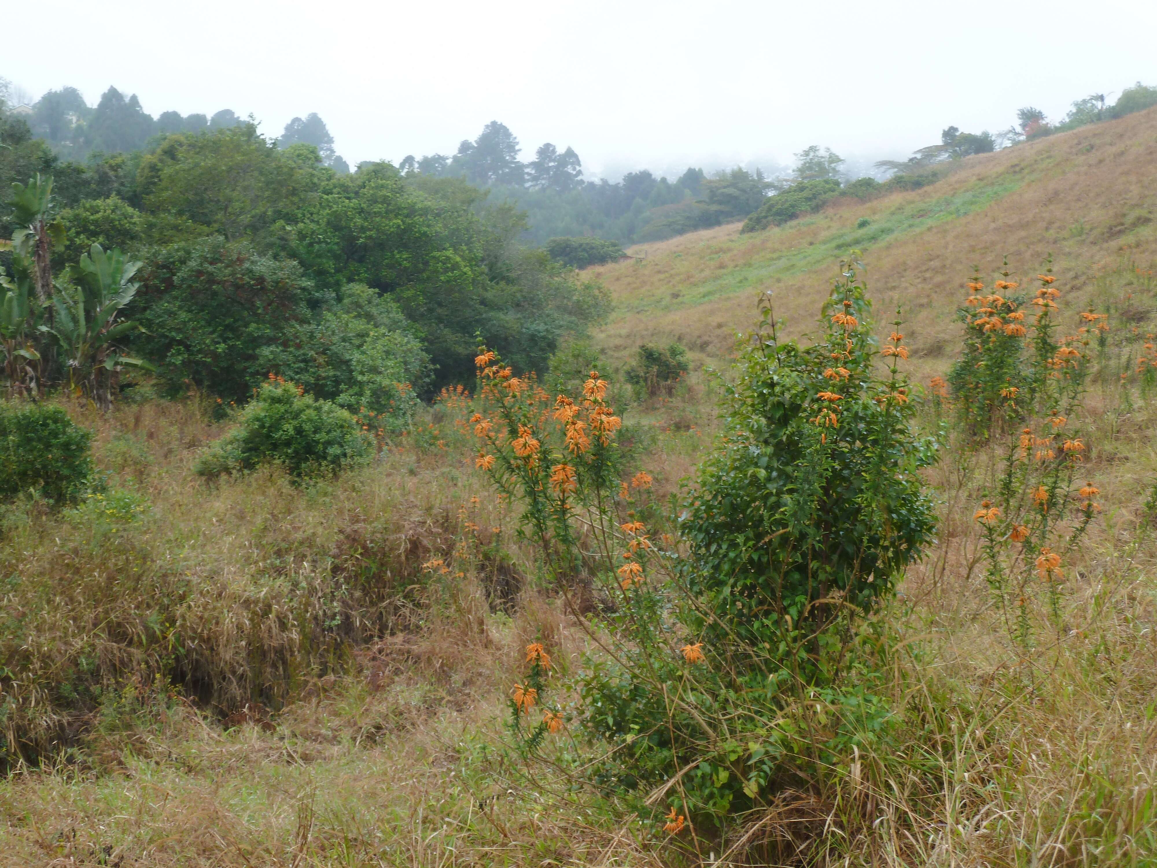 Image of lion's ear