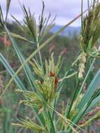 Cyperus nutans var. subprolixus (Kük.) Karth.的圖片