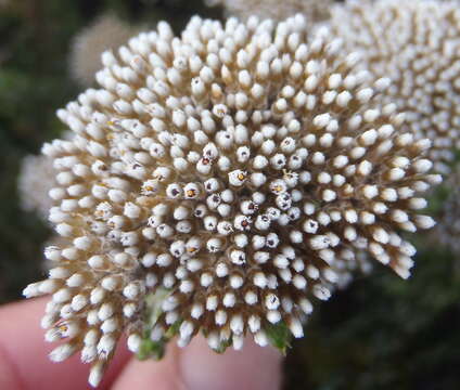 Image of Honey Flowerbush