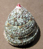 Image of black-spotted topshell