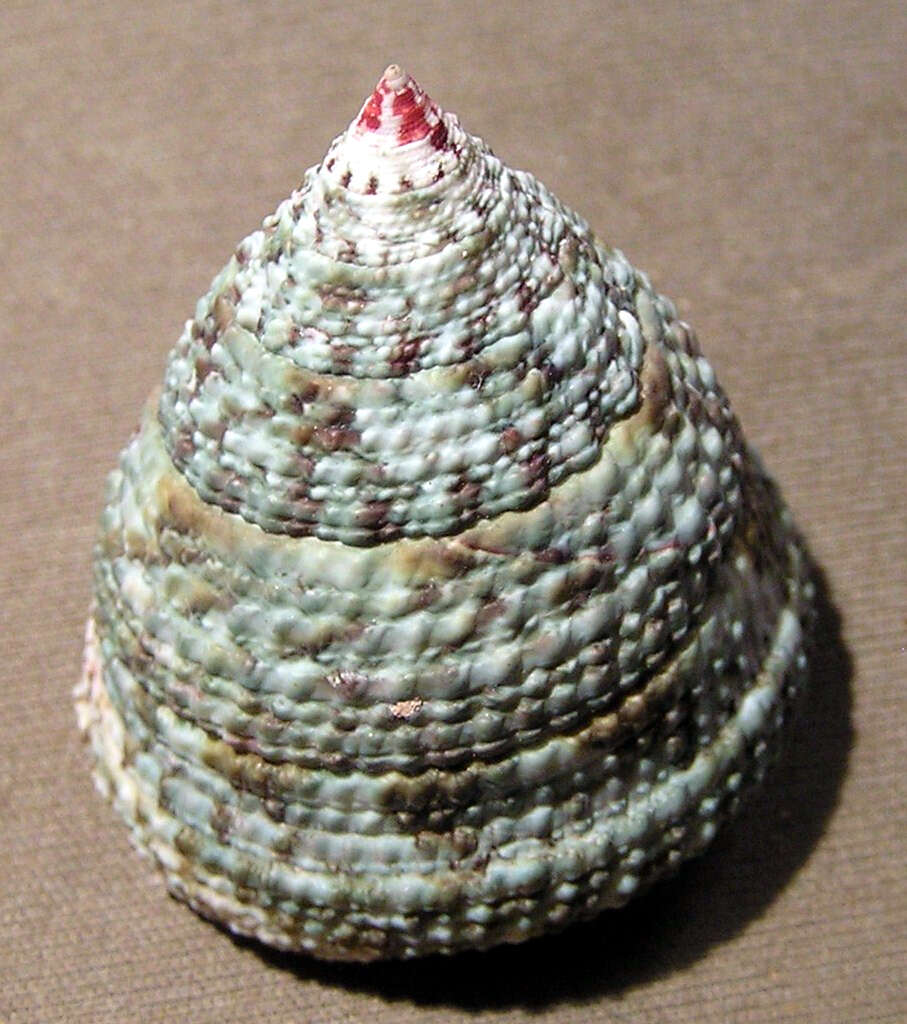 Image of black-spotted topshell