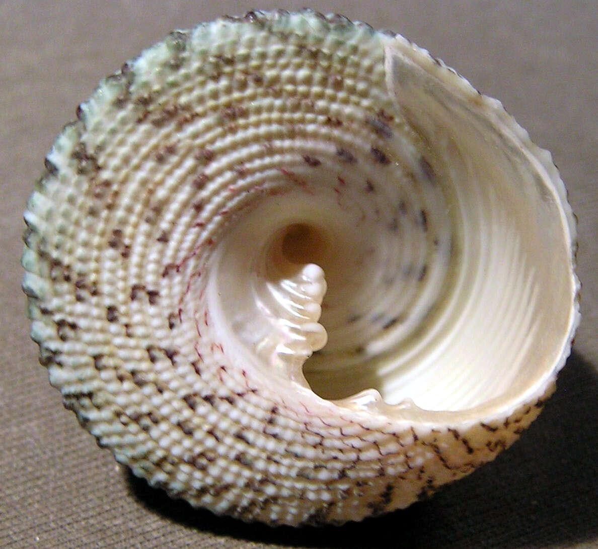 Image of black-spotted topshell