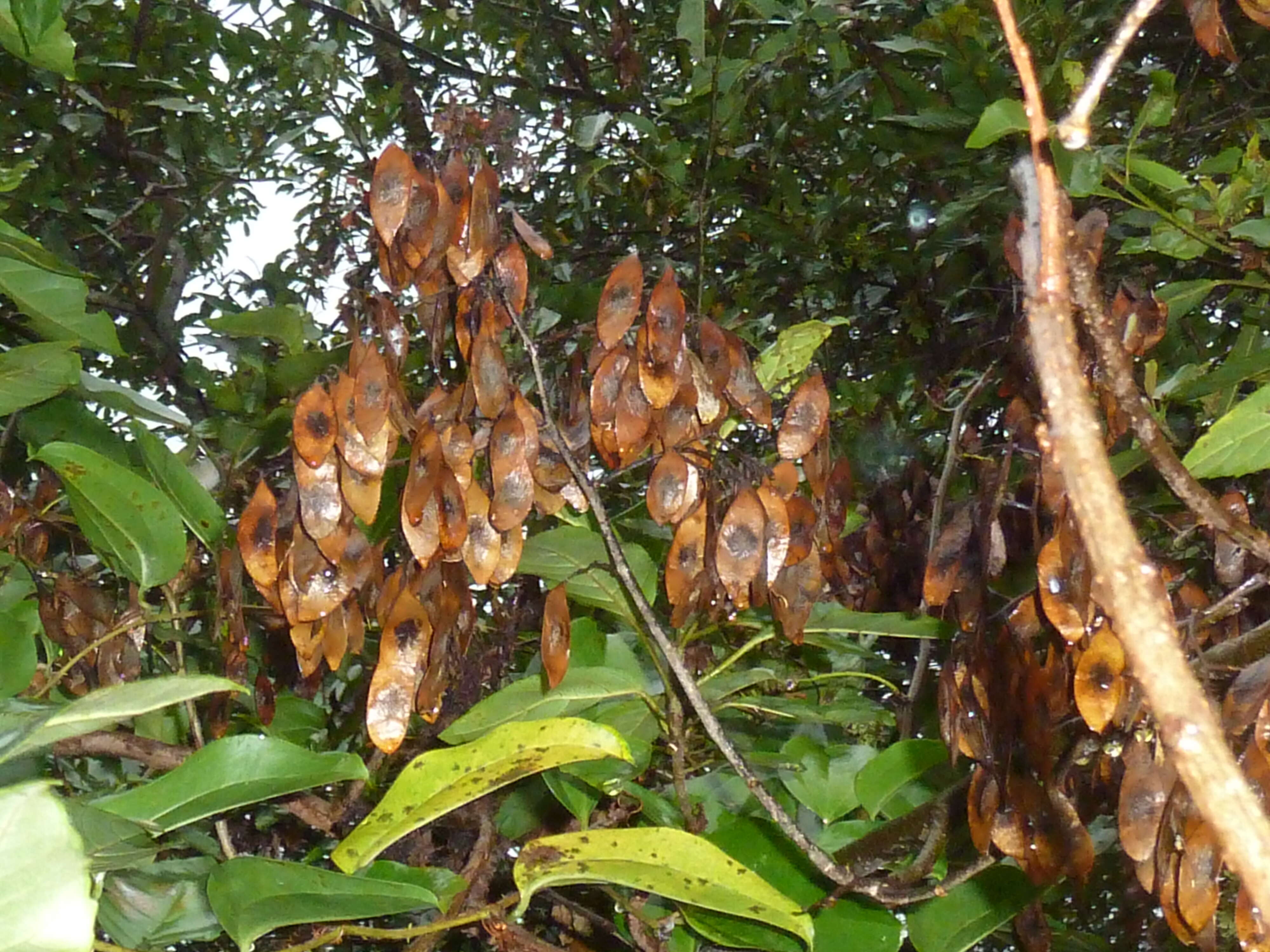 Image de Dalbergia obovata E. Mey.